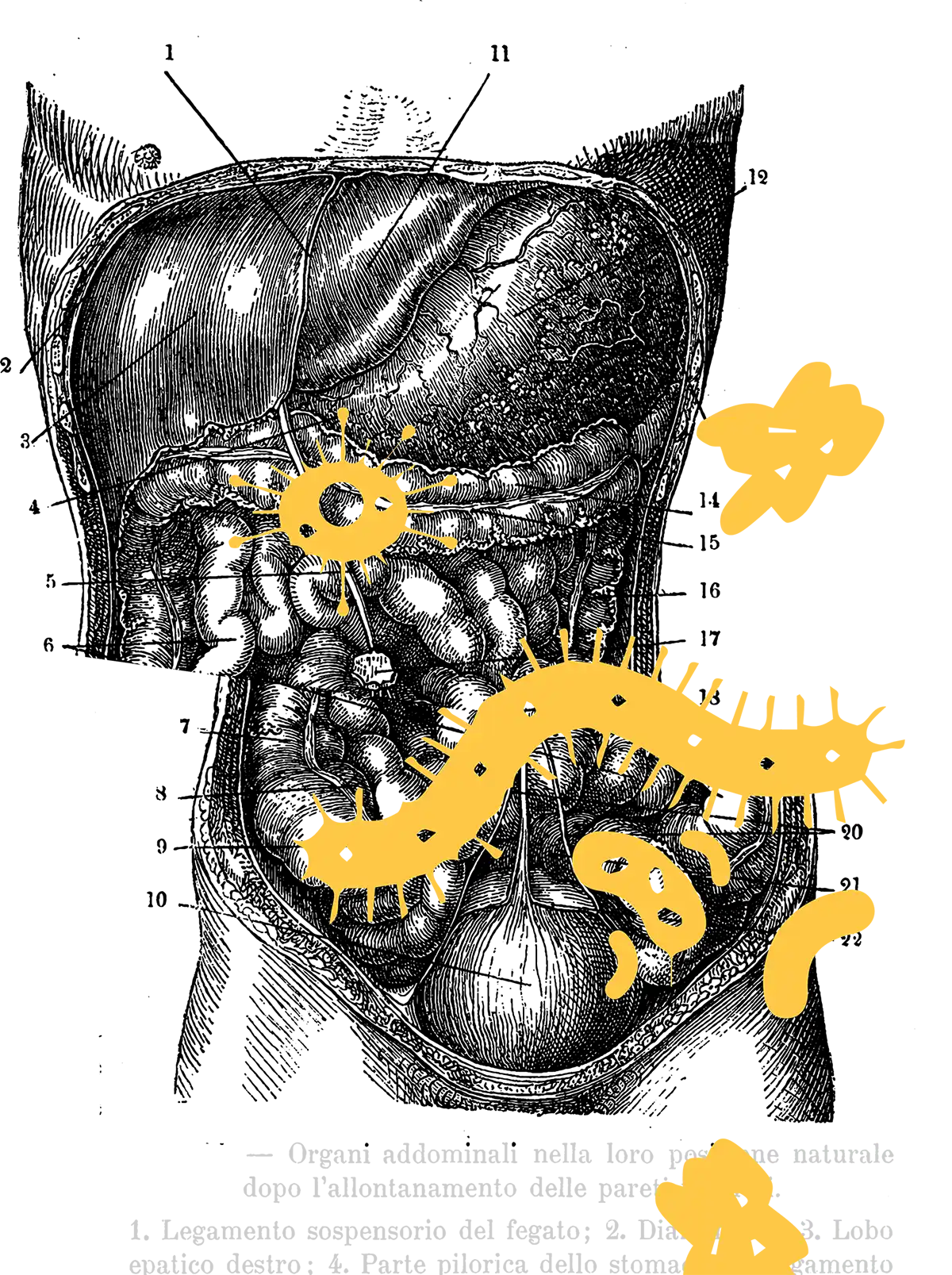 black and white illustration of internal organs with yellow bug graphics and text collaged on top