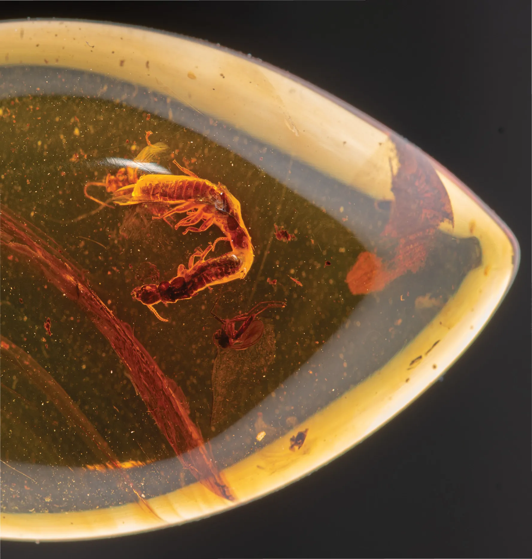 close up view of termite