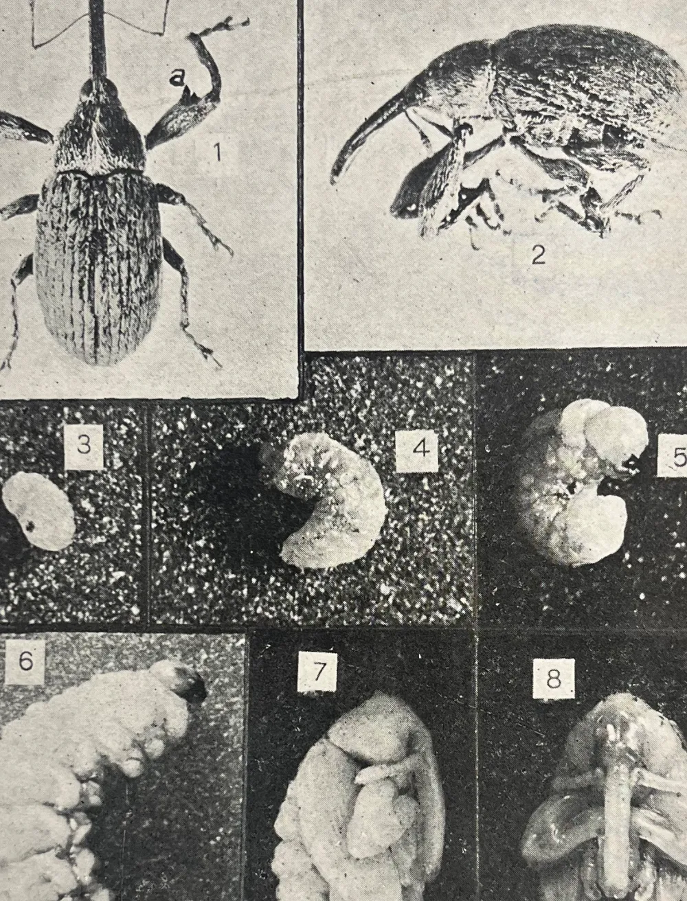 Vintage black-and-white scientific image showing various stages of a beetle's life cycle, including larva, pupa, and adult stages, with labels for each stage.