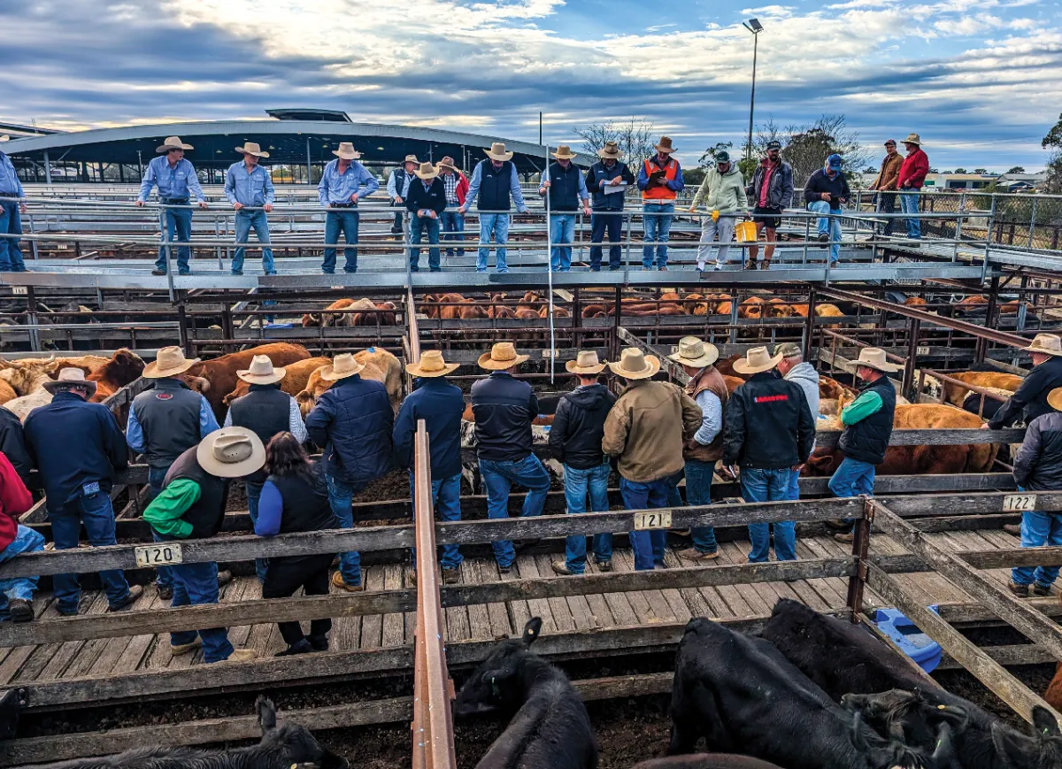 Cattle buyers and handlers stand along elevated walkways at a livestock sale yard, observing pens filled with cattle below during an active auction.