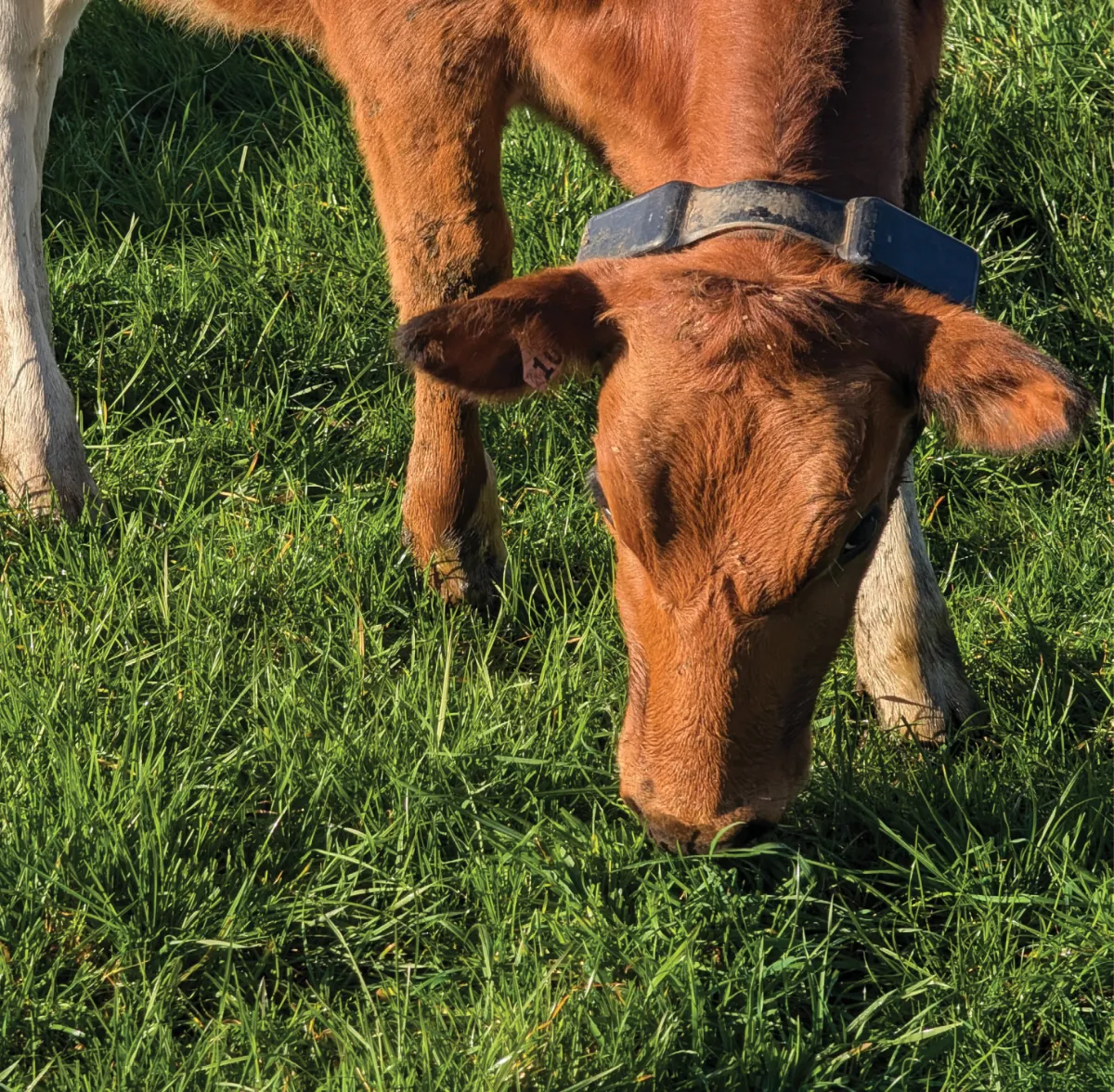 A young calf wearing a tracking collar grazes on green grass, shown in close-up with its head lowered while feeding.