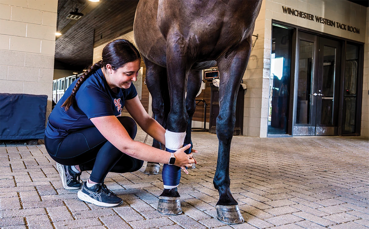 A woman kneels beside a horse inside a stable corridor, carefully wrapping the horse’s lower leg with a protective bandage, with the Winchester Western Tack Room visible in the background.