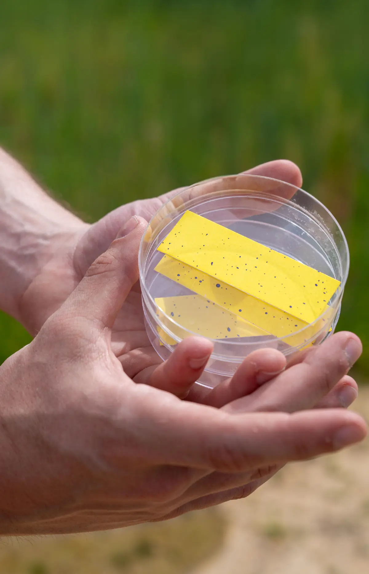 Close-up shot of a person's hands holding a clear plastic petri dish; Inside the dish are three yellow paper strips covered in small, dark blue spots