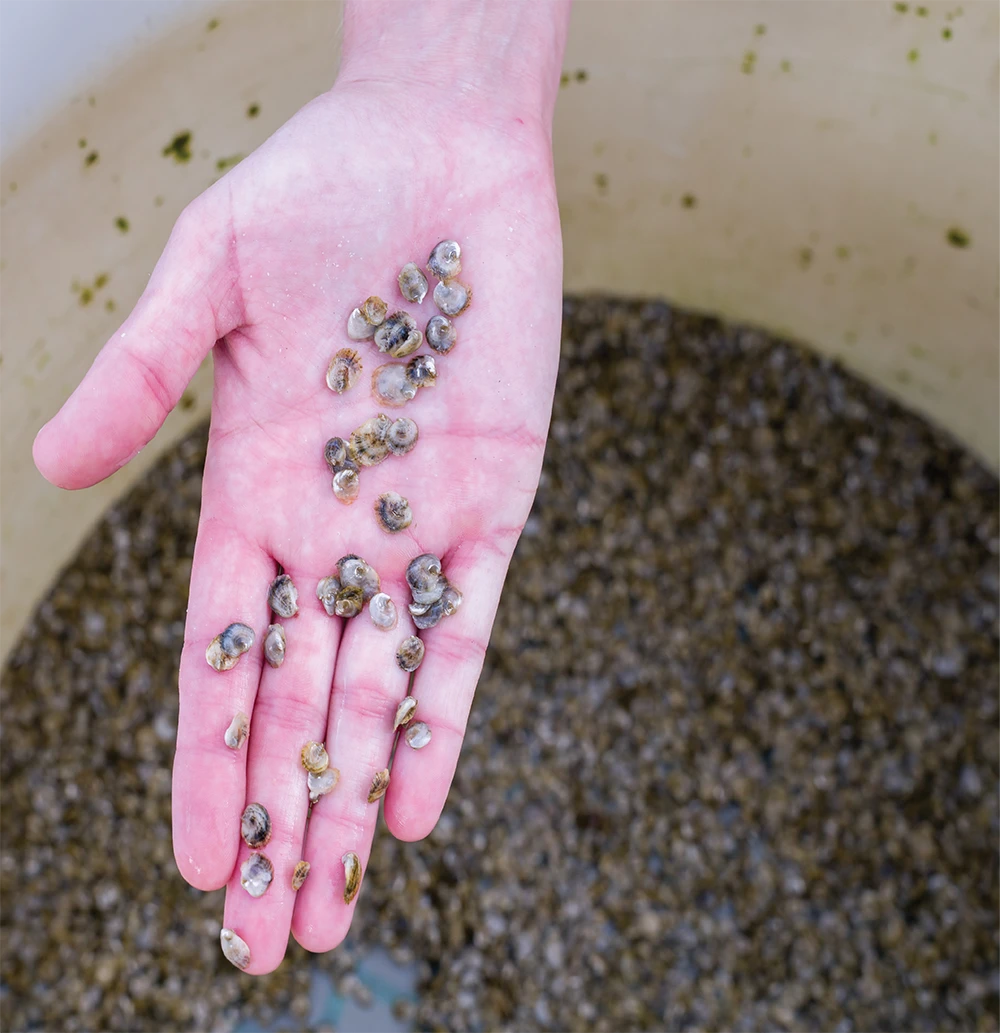 An open hand holds several tiny oyster larvae or juvenile oysters above a container filled with water and many more shells, illustrating early-stage oyster cultivation.