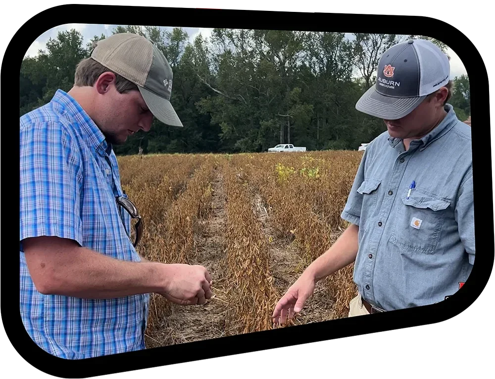 Two men in baseball caps—one wearing an Auburn Agriculture cap—examine dry crops in a field. One man looks at a sample in his hand while the other points down at the crop row.