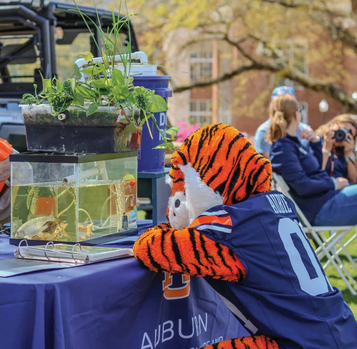 Aubie leaning over a fish tank display at an Auburn Agriculture event.